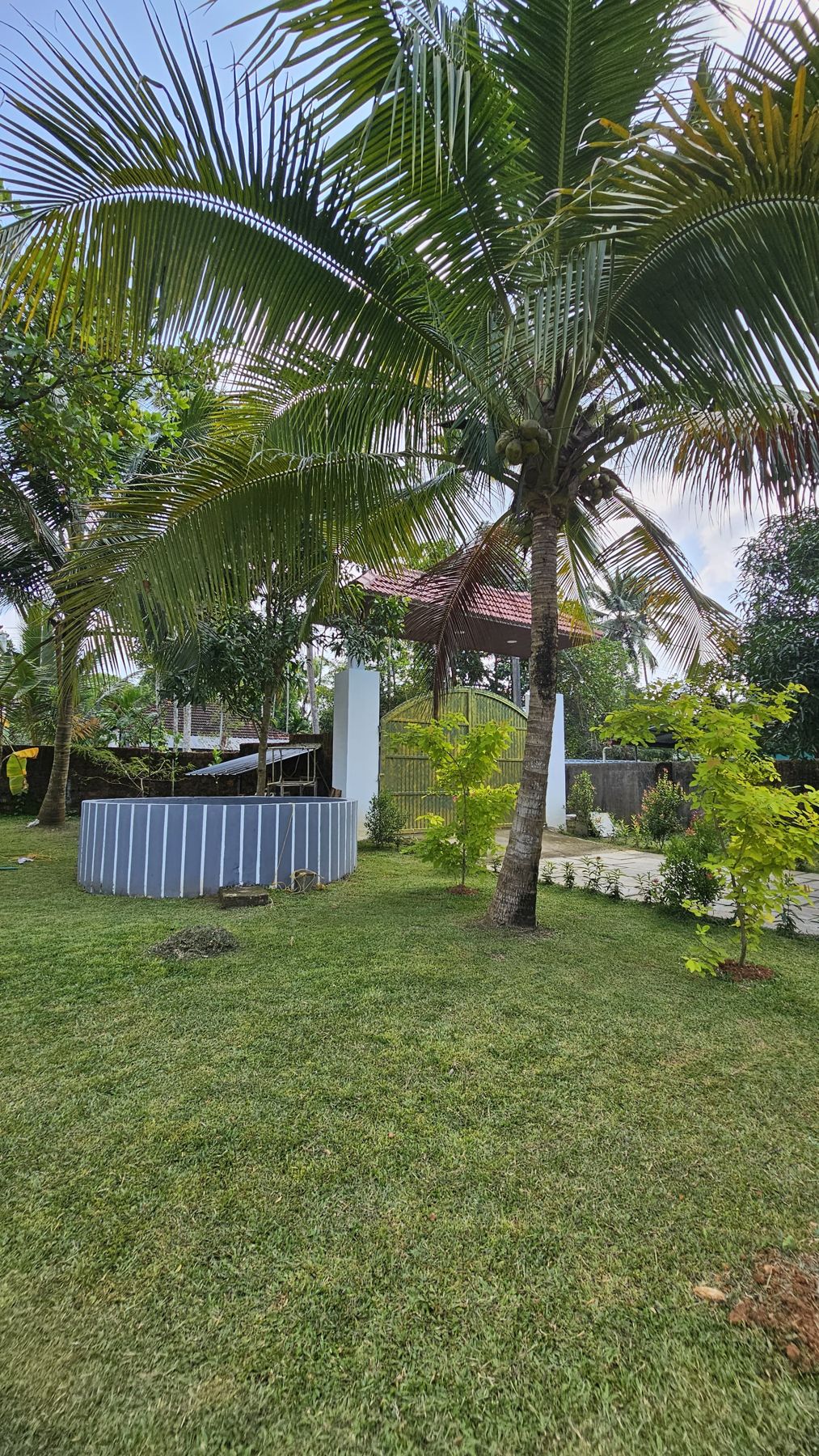 Coconut palm in the garden