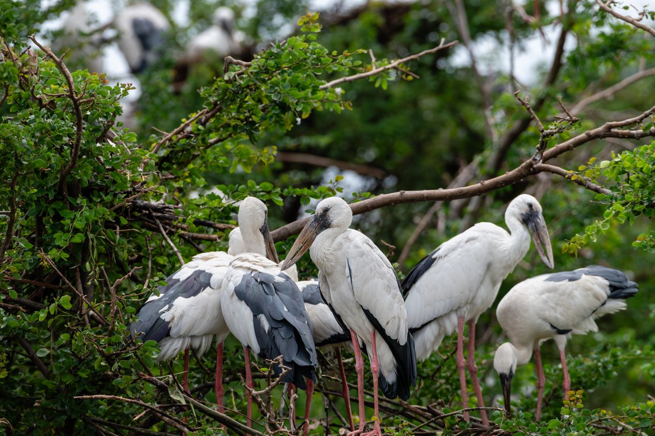 Bird sanctuary visit