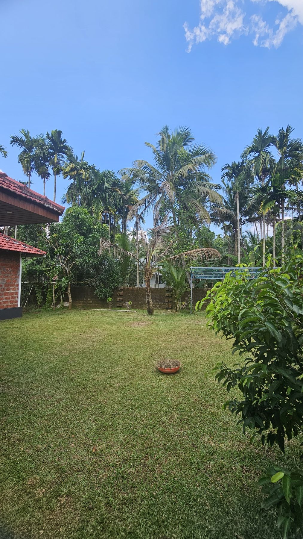 Lawn with tall palms under a blue sky
