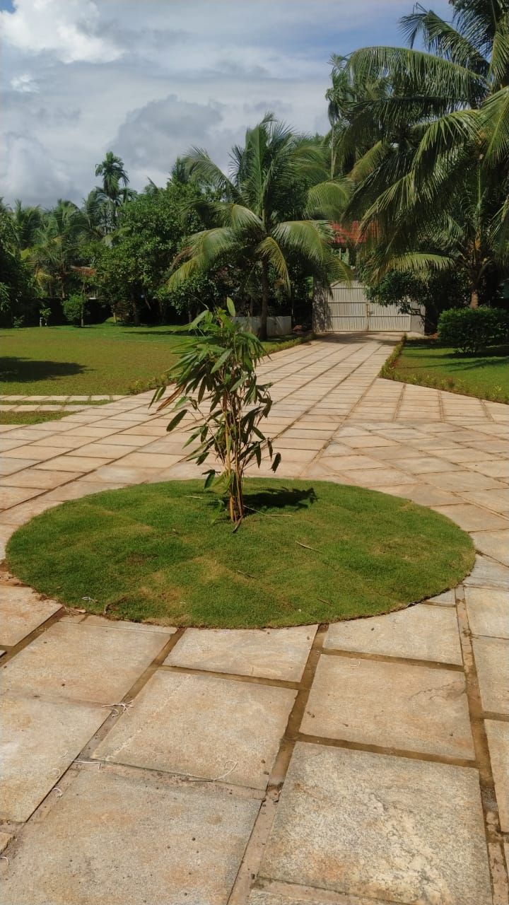 Paved walkway with a young tree in a grass circle