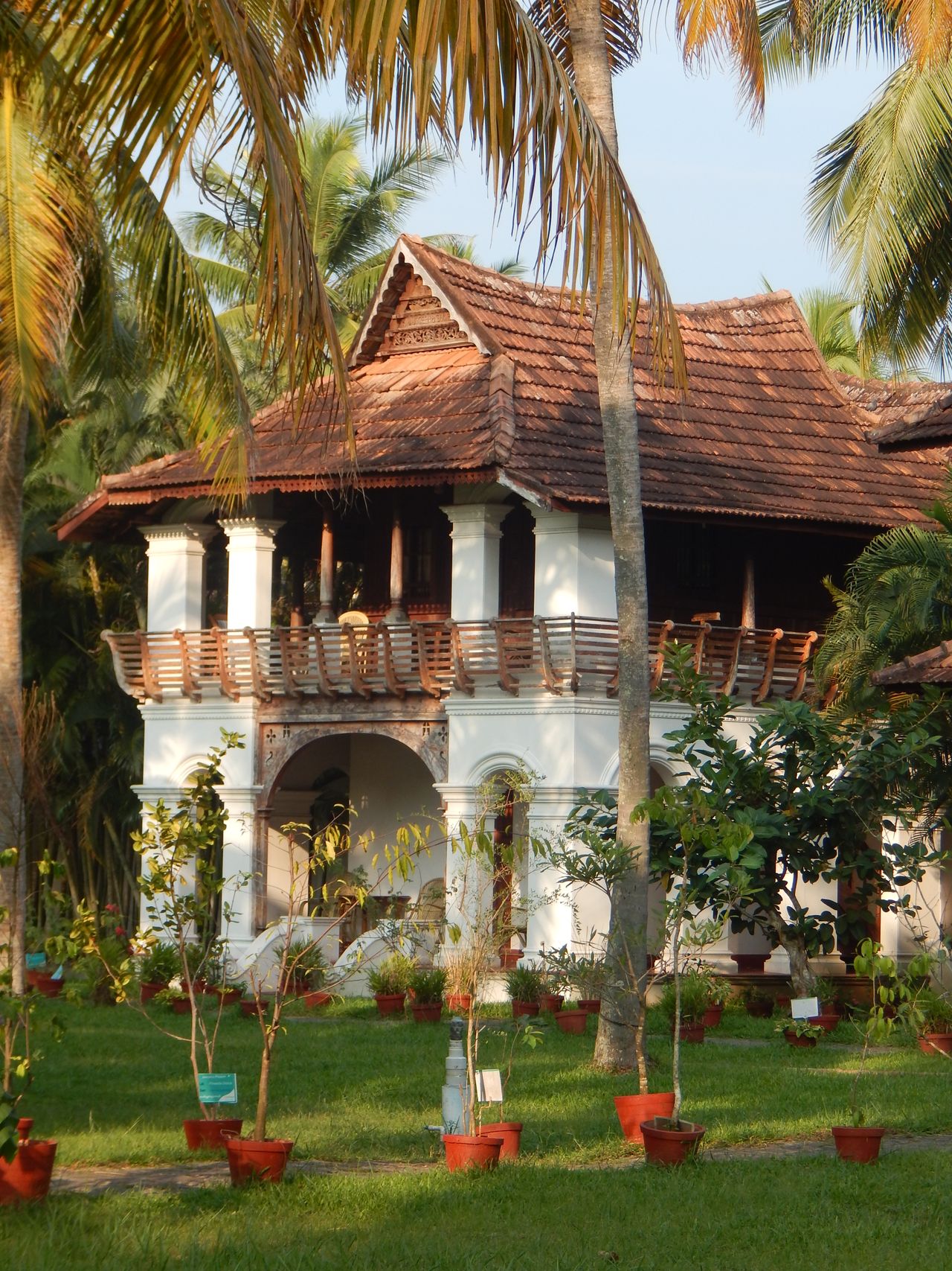 Garden cottages among coconut palms